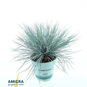 Festuca glauca CompactA Blue®