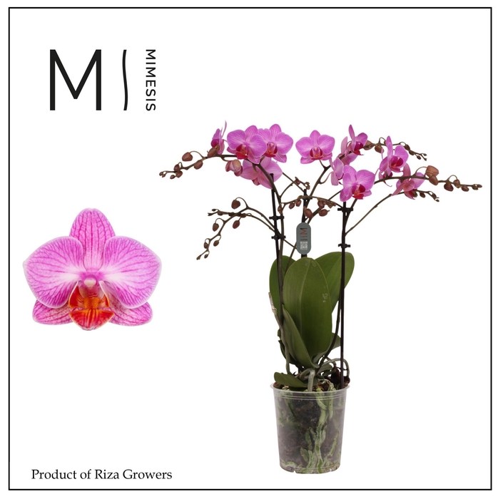 <h4>Phalaenopsis Stuttgart 3 spike – 12cm | Mimesis</h4>