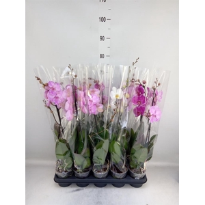 Phalaenopsis   ...mix
