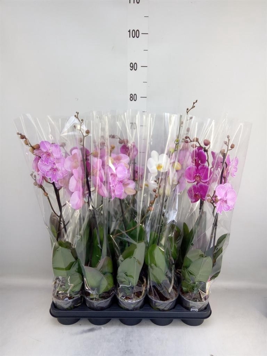 <h4>Phalaenopsis   ...mix</h4>