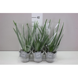 Aloe Vera Stone Keramiek