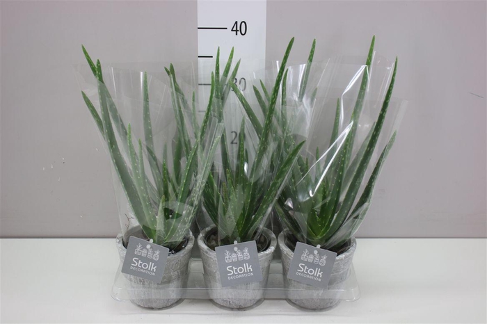 <h4>Aloe Vera Stone Keramiek A2</h4>