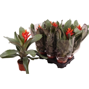 AECH PE ELEGANT FLAM