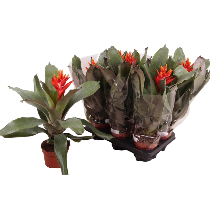 <h4>AECH PE ELEGANT FLAM</h4>