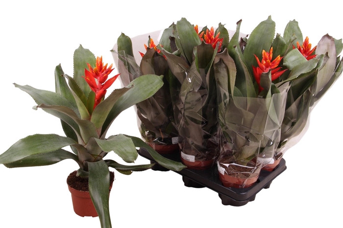 <h4>AECH PE ELEGANT FLAM</h4>