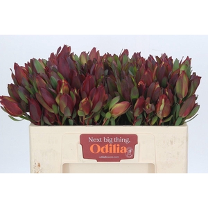 Leucadendron Senorita Spray