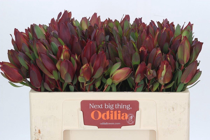 Leucadendron Senorita Spray