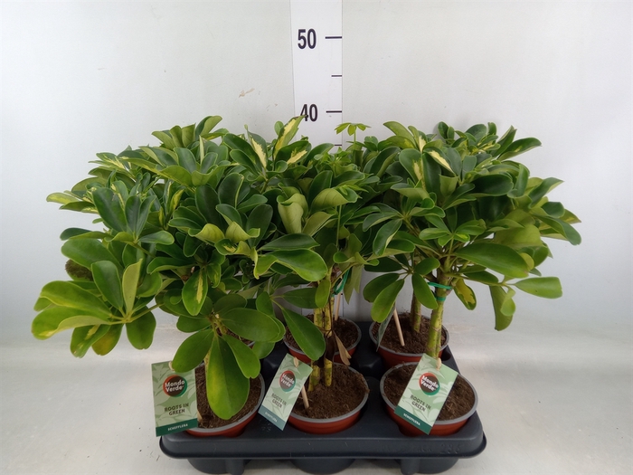 <h4>Schefflera arbor. 'Gold Capella'</h4>