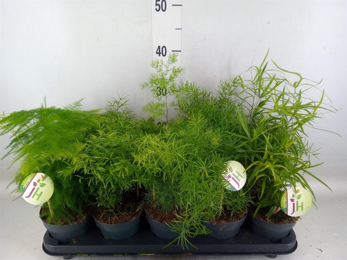 <h4>Asparagus   ...mix</h4>