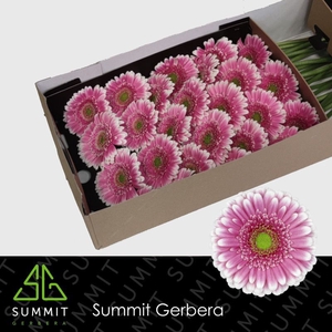Gerbera Finley Doos