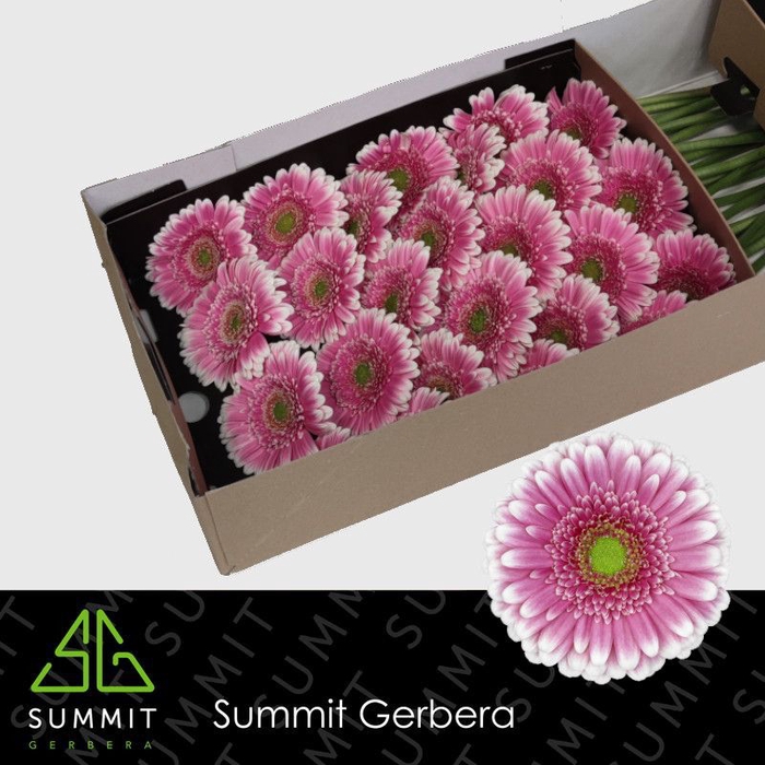 <h4>Gerbera Finley Doos</h4>