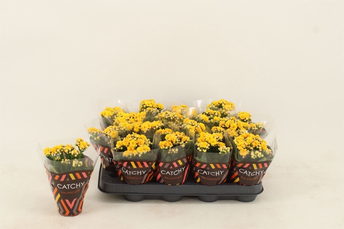 <h4>Kalanchoe blos. 'Calandiva Nolin'</h4>