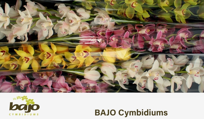 <h4>CYMB T GEM</h4>
