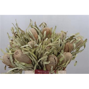 DROOG BANKSIA PRIONOTES 40 CM