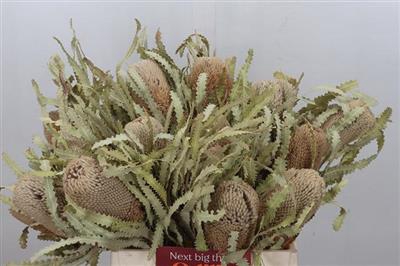 <h4>BANKSIA PRIONOTES</h4>