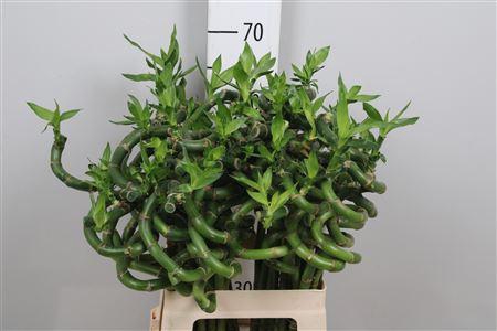<h4>Drac Lucky Bamboo 060cm</h4>