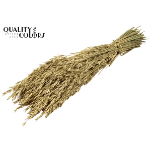 Avena per bunch Gold