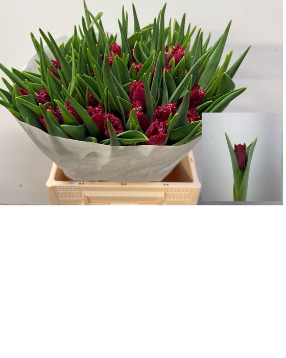 <h4>TU FR PHILLY BELLE</h4>