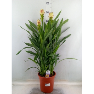 Curcuma alism. 'Siam Solar'