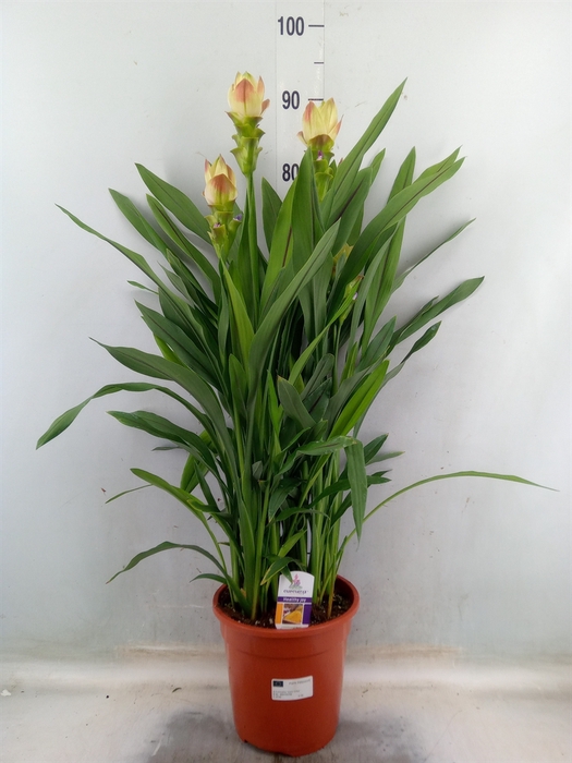 <h4>Curcuma alism. 'Siam Solar'</h4>