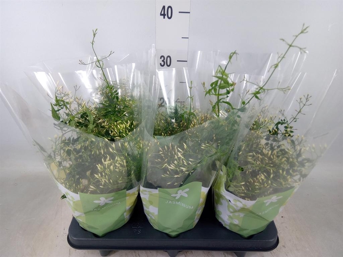 <h4>Jasminum polyanthum</h4>