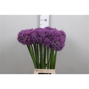Allium Globemaster