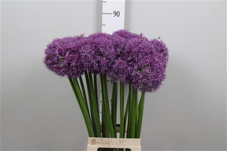 <h4>Allium Globemaster</h4>