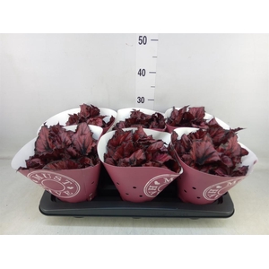 Begonia BD 'Caribbean Night'