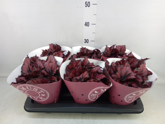 <h4>Begonia BD 'Caribbean Night'</h4>