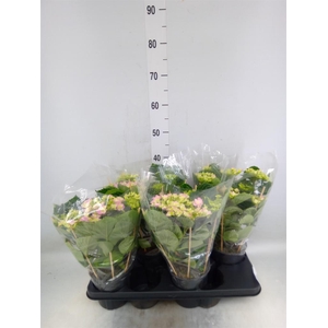 Hydrangea mac. 'Vuurwerk Rose'