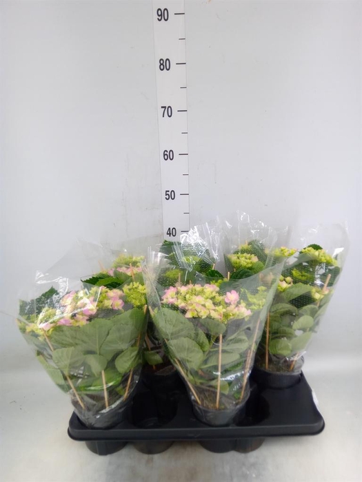 <h4>Hydrangea mac. 'Vuurwerk Rose'</h4>