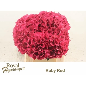 HYDR M MAG RUBYRED