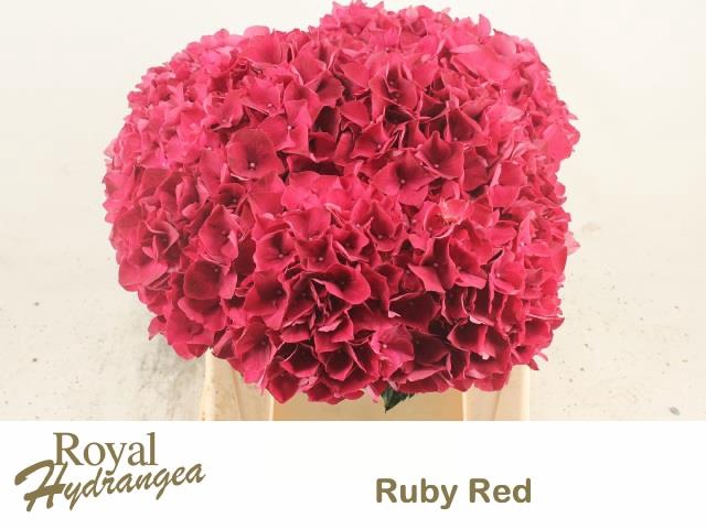 <h4>HYDR M MAG RUBYRED</h4>