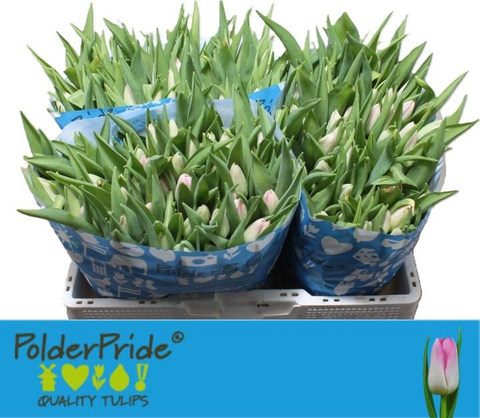 <h4>TU EN DYNASTY</h4>