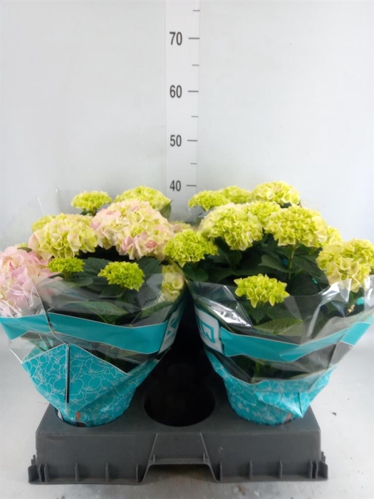 <h4>Hydrangea mac. 'Hi Diamond'</h4>