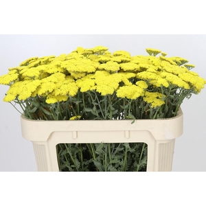 Achillea Moonshine