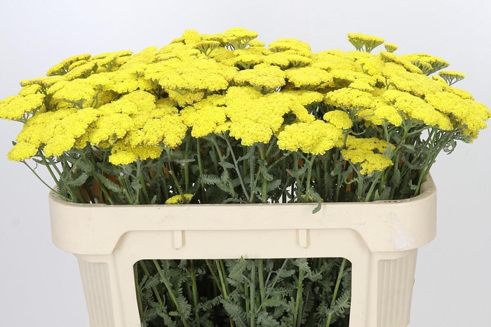 <h4>Achillea Moonshine</h4>