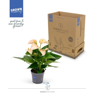 Mimesis Anthurium KARMA Joli Peach - 9cm