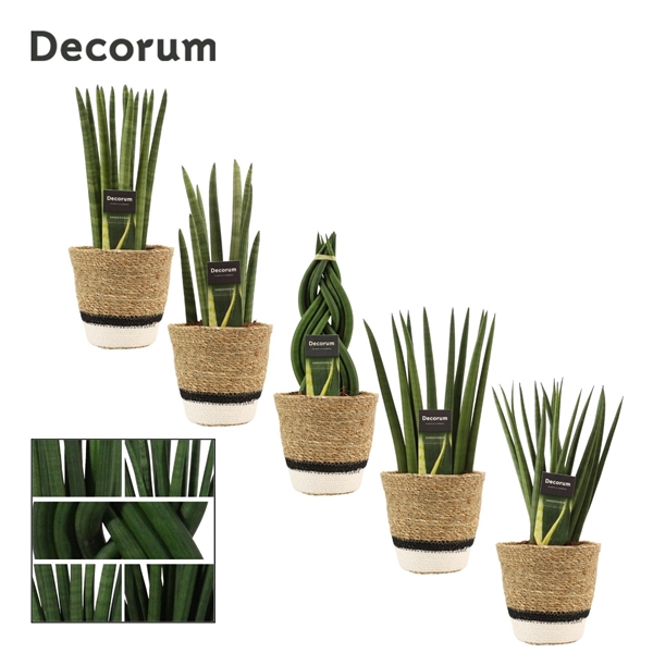 <h4>Sansevieria Cylindrica 12 cm mix in Hanoi mand wit (Deco-coll.)</h4>