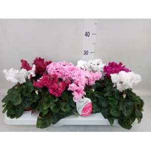 Cyclamen MD 'Merengue'