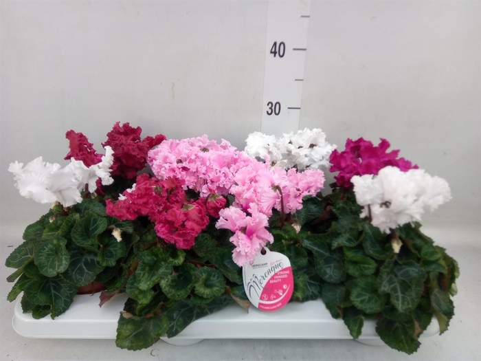 <h4>Cyclamen MD 'Merengue'</h4>
