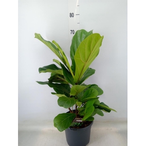 Ficus lyrata