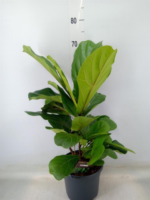 <h4>Ficus lyrata</h4>