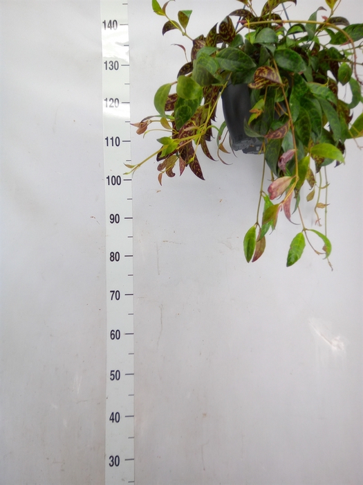 <h4>Aeschynanthus marmoratus</h4>