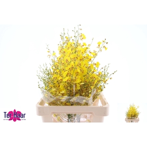 ONCIDIUM