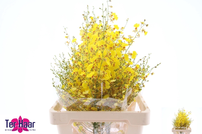 <h4>ONCIDIUM</h4>