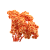 Immortelle Orange