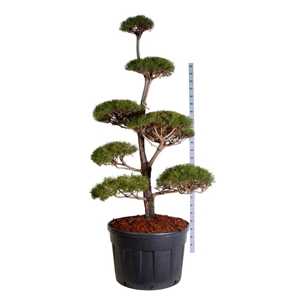 <h4>Pinus sylvestris</h4>