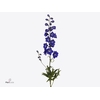 DELPH DU DELP EMERAL 100CM X40