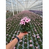 Cycl Kl Illusia